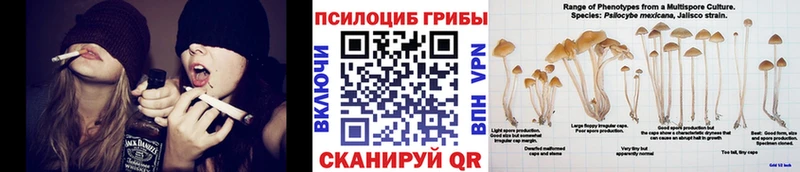 Псилоцибиновые грибы Psilocybe  закладки  Сыктывкар 