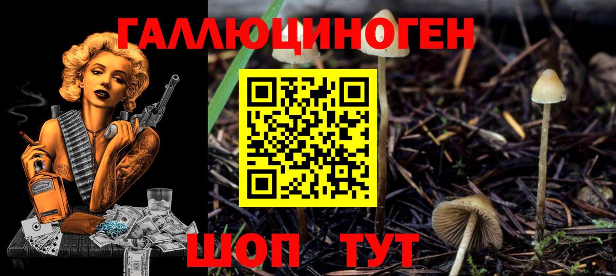 Псилоцибиновые грибы Cubensis Сыктывкар